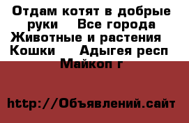 Отдам котят в добрые руки. - Все города Животные и растения » Кошки   . Адыгея респ.,Майкоп г.